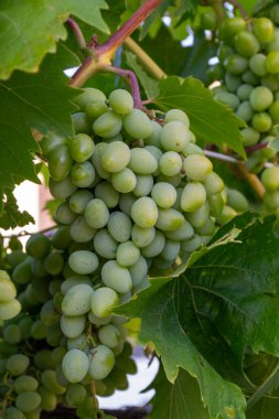 Tarım, üzüm bağı, yiyecek, şarap, doğa, sağlıklı beslenme ve botanik geçmişleri için ideal olan verimli yapraklar arasında, üzüm yaprakları arasında yetişen ve güneş ışığıyla aydınlatılan olgun yeşil üzüm kümesinin makro yakın çekimi.