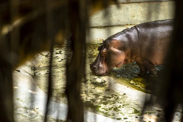 Mae Mali Ist Der Name Eines Weiblichen Flusspferdes Das Ein — Stockfoto