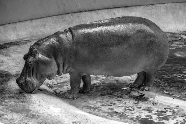 Mae Mali Ist Der Name Eines Weiblichen Flusspferdes Das Ein — Stockfoto