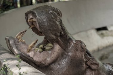Mae Mali, Dusit Hayvanat Bahçesi'nde bir kadın su aygırının adıdır., Hassas odak, Macro Shot, Bangkok, Tayland, 2018