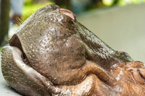 Mae Mali Namnet Kvinnlig Flodhäst Dusit Zoo Känsligt Fokus Macro — Stockfoto