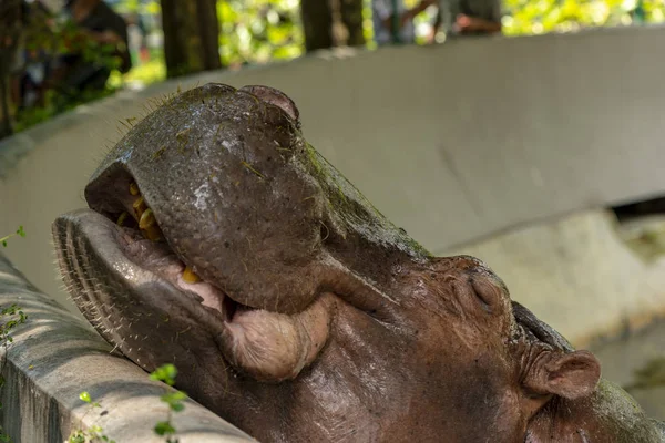 Mae Mali Namnet Kvinnlig Flodhäst Dusit Zoo Känsligt Fokus Macro — Stockfoto