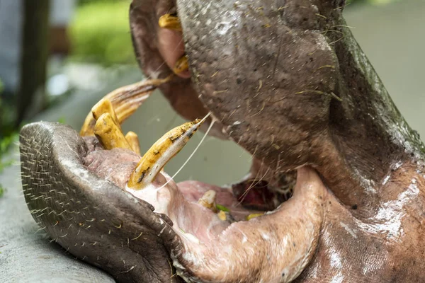 Mae Mali Namnet Kvinnlig Flodhäst Dusit Zoo Känsligt Fokus Macro — Stockfoto