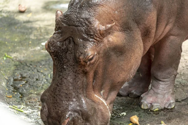 Mae Mali Name Female Hippopotamus Dusit Zoo Sensitive Focus Macro — Stock Photo, Image