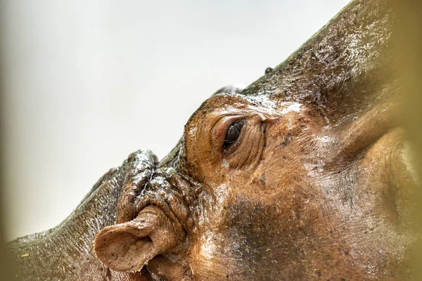 Mae Mali Namnet Kvinnlig Flodhäst Dusit Zoo Känsligt Fokus Macro — Stockfoto