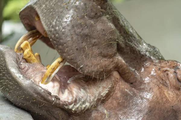 Mae Mali Namnet Kvinnlig Flodhäst Dusit Zoo Känsligt Fokus Macro — Stockfoto