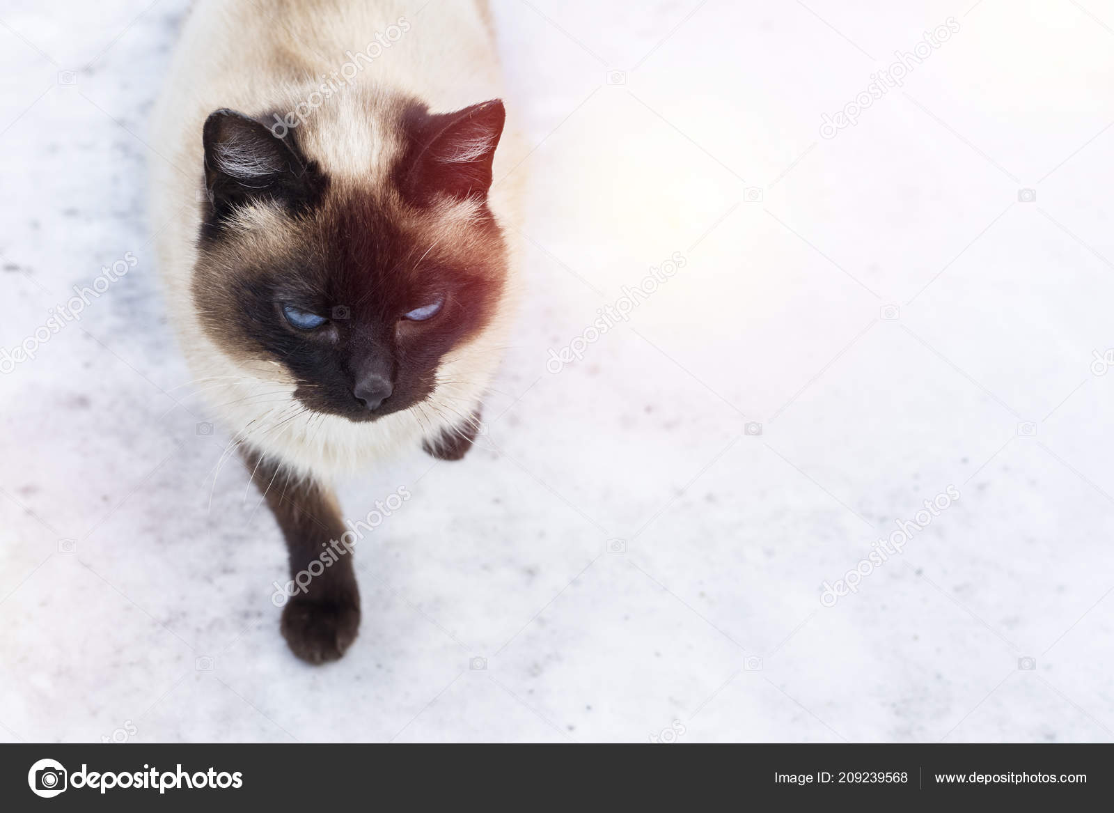 Eine Schöne Katze Grau Braun Mit Blauen Augen Vor Dem