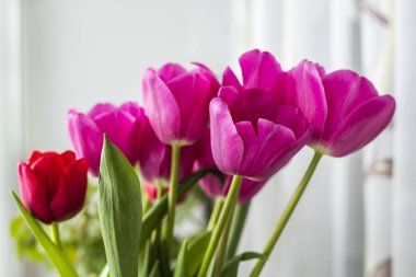 Güzel buket pembe lale kopya alanı 