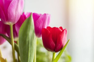 Kırmızı lale güzel buket. Kopya alanı