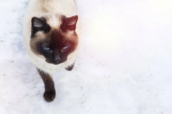 Hermoso Gato Gris Marrón Con Ojos Azules Sobre Fondo Nieve — Foto de Stock