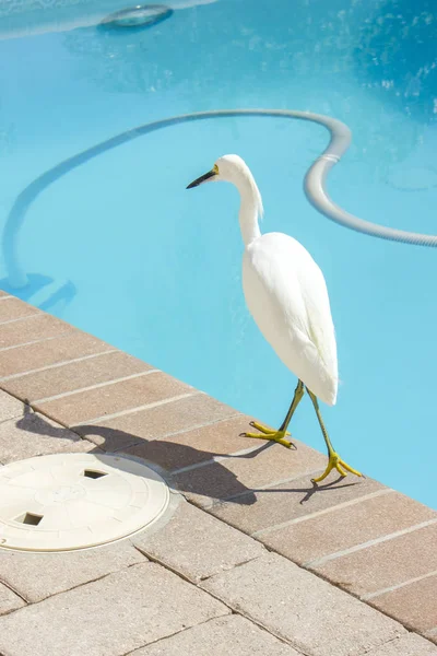 Una Garza Joven Cerca Piscina Pájaro Salvaje —  Fotos de Stock