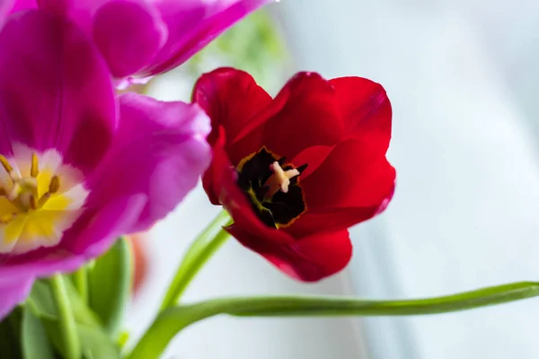 Belo Buquê Tulipa Vermelha Espaço Cópia — Fotografia de Stock