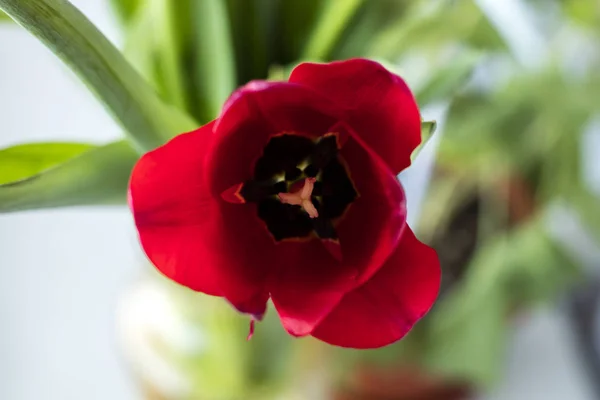 Gyönyörű Csokor Piros Tulipán Másolja Hely — Stock Fotó