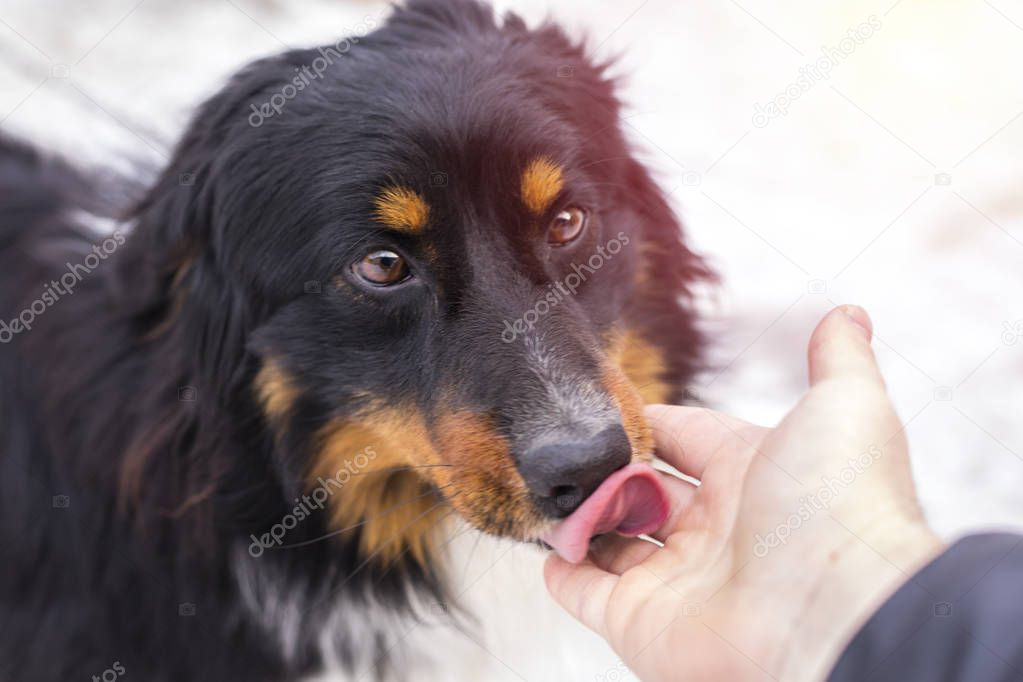 A small stray dog licks a human hand, on the street 