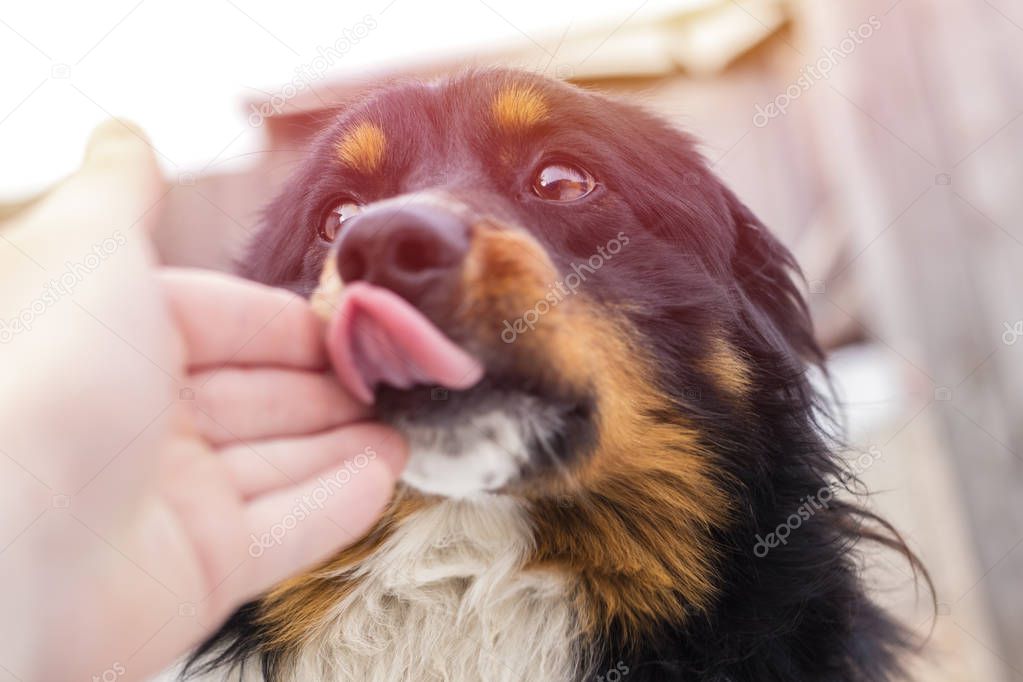 A small stray dog licks a human hand, on the street 