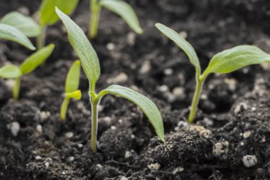 Yeşil tohumlardan büyüyen vuruyor. Bahar sembolü, yeni bir hayat kavramı. Biber lahanası 