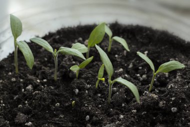 Yeşil tohumlardan büyüyen vuruyor. Bahar sembolü, yeni bir hayat kavramı. Biber lahanası 