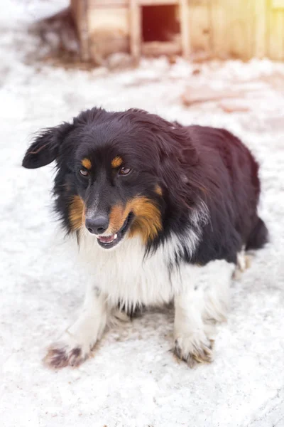 Άστεγοι Είδος Σκύλου Παίζει Στο Δρόμο Για Χειμώνα — Φωτογραφία Αρχείου