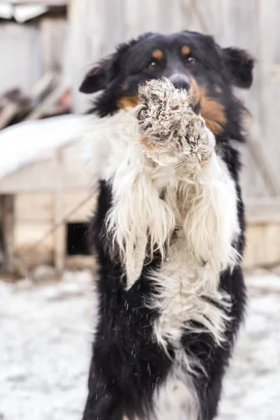 Ένας Σκύλος Στέκεται Και Δίνει Paws Μέρα Του Χειμώνα — Φωτογραφία Αρχείου