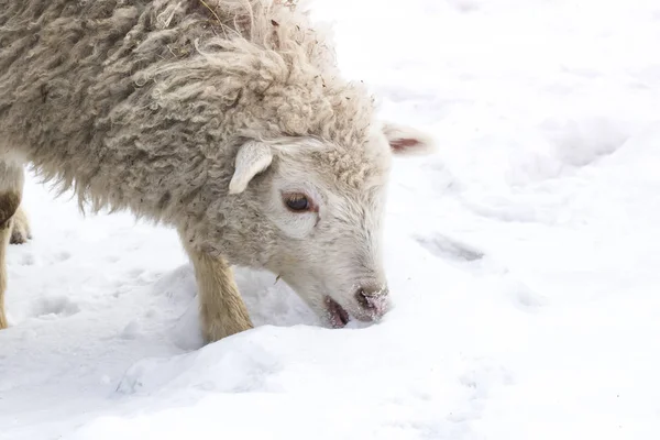 白羊羔吃雪 — 图库照片