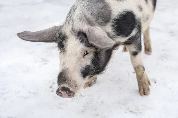 在农场上有黑点的猪的枪口 在冬日漫步 — 图库照片