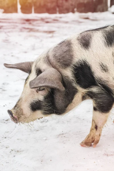 Bocal Porco Com Lugares Pretos Uma Fazenda Caminhando Dia Inverno — Fotografia de Stock