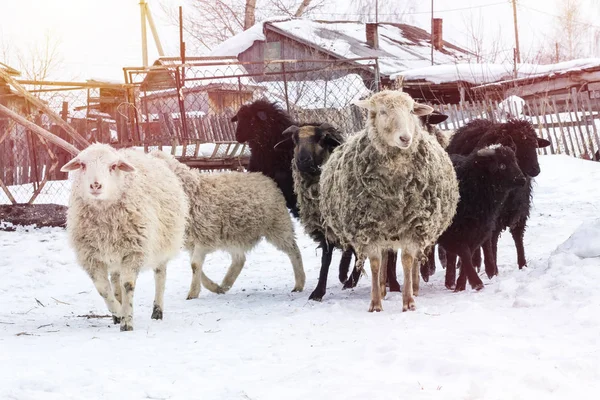Sheep walking on the street in winter. Agriculture in the countryside