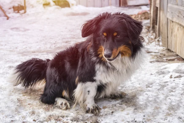 Εκπλαγείτε Βλέμμα Του Σκύλου Κάθεται Στο Δρόμο Μιας Χειμερινής Μέρας — Φωτογραφία Αρχείου
