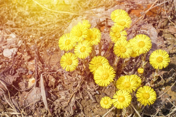 Желтый Цветок Coltsfoot Tussilago Farfara Первые Весенние Цветы Закрыть — стоковое фото