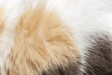 Sokak, yakın çekim gri kedi Başkanı