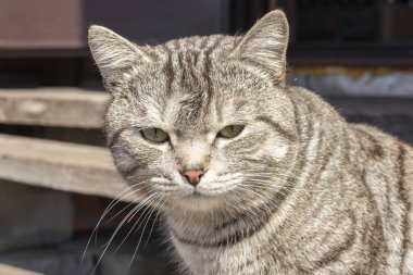 Sokakta, gri bir kedi Başkanı arka plan bulanık. Yakın çekim