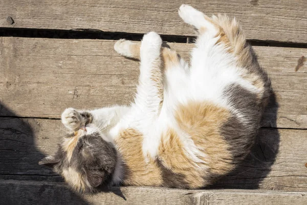 Homeless Cat Lezhin Old Wooden Staircase Summer Washed Licking Paws — Stock Photo, Image