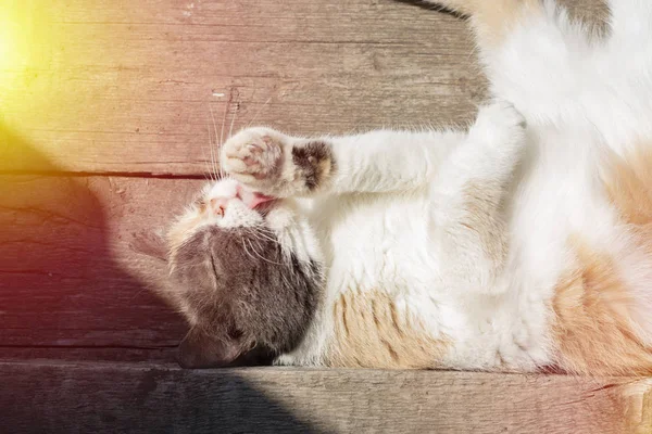 Stray Cat Street Summer Washes His Face Licking His Paws — Stock Photo, Image