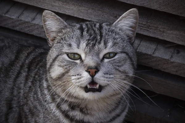 The head of a gray cat on the street, close up. Toned