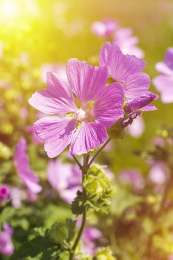 Basit ve güzel çiçekler güneşin gecenin aydınlatmak pembe yaprakları altında. Yaban Gülü (Althaea officinalis) üzerinde yeşil bir alana çiçek açmış. Tıbbi Marshmallow