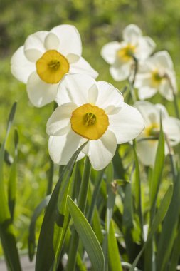 Beyaz nergis (Narcissus poeticus). Kopya alanı  