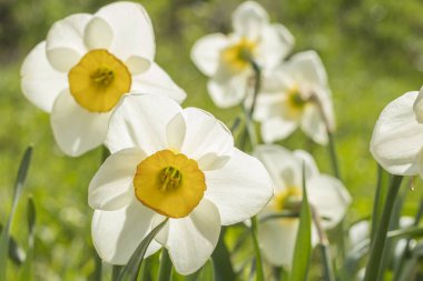 Beyaz nergis (Narcissus poeticus). Kopya alanı  