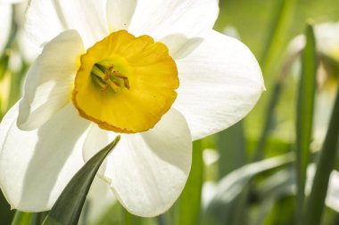 Beyaz nergis (Narcissus poeticus). Kopya alanı  