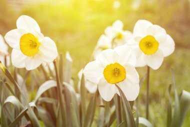 Beyaz nergis (Narcissus poeticus). Kopya alanı  