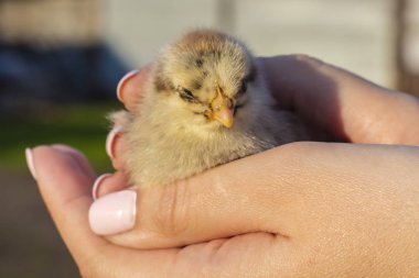 Bir kız doğa arka planı elinde küçük bir tavuk uyur