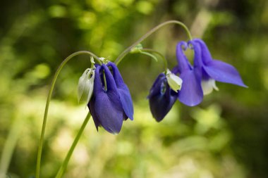 Aquilegia glandulosa çiçek. Altay Cumhuriyeti, Sibirya. Rusya 