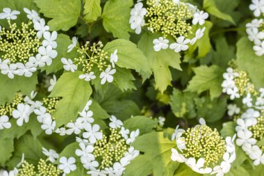 Guelder rose (Viburnum opulus) çiçeği bahar bahçe. Viburnum opulus çalı çiçek açması 