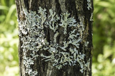 Lichen bir ağacın kabuğunda. Lichen huş ağacında yetişiyor.