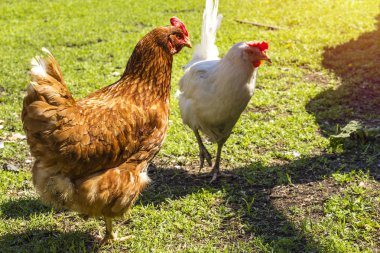 Tavuk çiftliği de çimenlerin üzerinde yürüyüş mesafesindedir. Turuncu ve beyaz tavuk, çimenlerin üzerinde yürüyüş. Kopya alanı