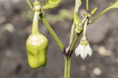 Bahçede yeşil biber. Çiçekli biber