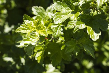 Bektaşi üzümü bırakır. Bektaşi üzümü meyve bahçesinde dalı. Güneş ışığı ile dal taze yeşil Bektaşi