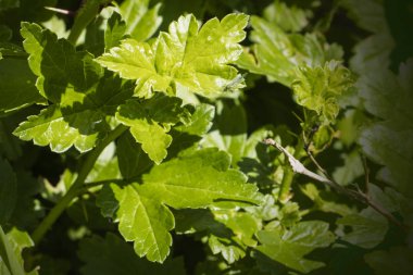 Bektaşi üzümü bırakır. Bektaşi üzümü meyve bahçesinde dalı. Güneş ışığı ile dal taze yeşil Bektaşi