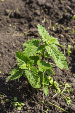Bahar sırasında bir sebze bahçesi tesisinde nane