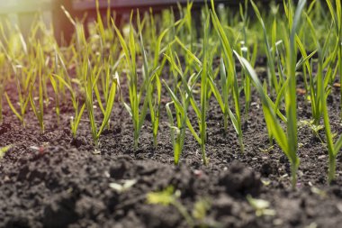 Bahar bahçe bitkileri, sarımsak ile Sebze yatak