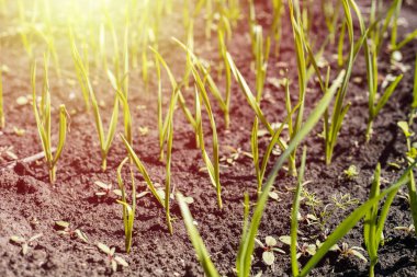 Bahar bahçe bitkileri, sarımsak ile Sebze yatak